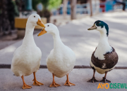 Tebak-Tebakan: Bebek Tanpa E Jadi Apa? Ini Jawabannya