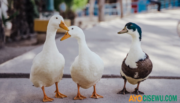 Tebak-Tebakan: Bebek Tanpa E Jadi Apa? Ini Jawabannya