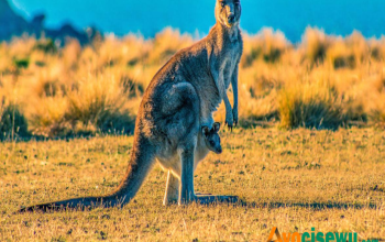 hewan yang suka tidur