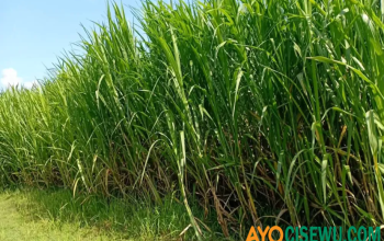 TTS: Tanaman yang Ngeselin, Apakah itu? Jawaban Benar