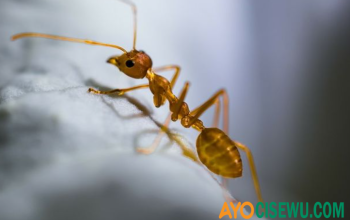 Hewan yang Disukai Semut TTS, Jawaban Paling Tepat!