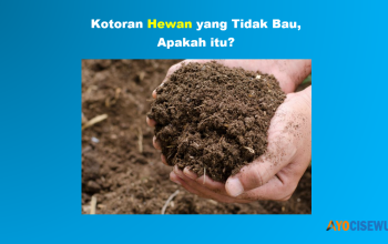Kotoran Hewan yang Tidak Bau Tebak Tebakan