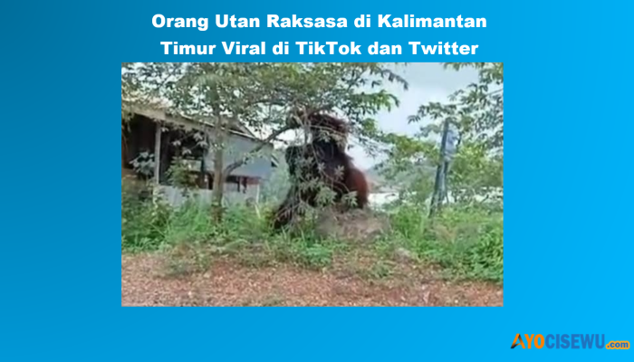 Biodata Orang Utan Raksasa di Kalimantan Timur Viral di TikTok dan Twitter