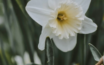 Coba Tebak: Desember D Nya Apa? Jawabannya Ada