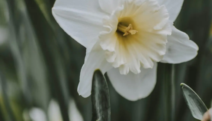 Coba Tebak: Desember D Nya Apa? Jawabannya Ada