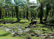 PT SGSR Tapteng Kebun Manduamas Tapanuli Milik Siapa? INFO