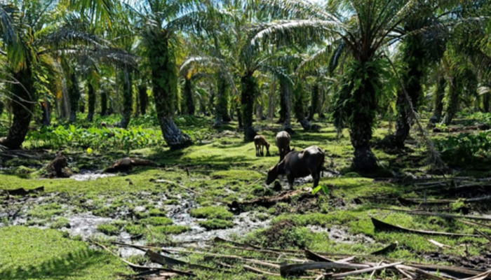 PT SGSR Tapteng Kebun Manduamas Tapanuli Milik Siapa? INFO
