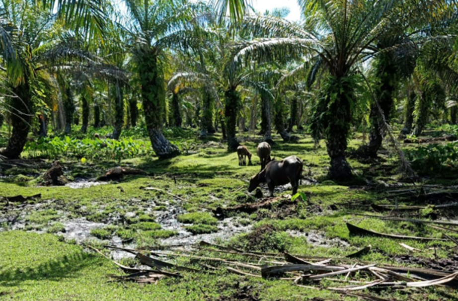 PT SGSR Tapteng Kebun Manduamas Tapanuli Milik Siapa?
