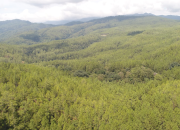 Siapa Dirut PT Tusam Hutani Lestari Aceh, Saham Prabowo? Info Ada