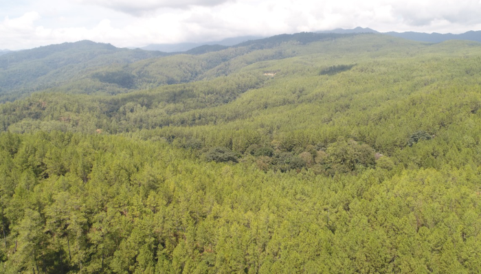 Siapa Dirut PT Tusam Hutani Lestari Aceh, Saham Prabowo? Info Ada